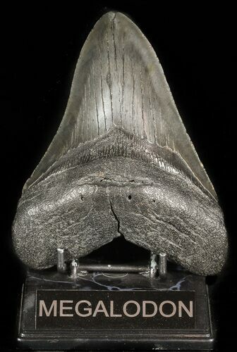 Black, Megalodon Tooth - South Carolina #45942